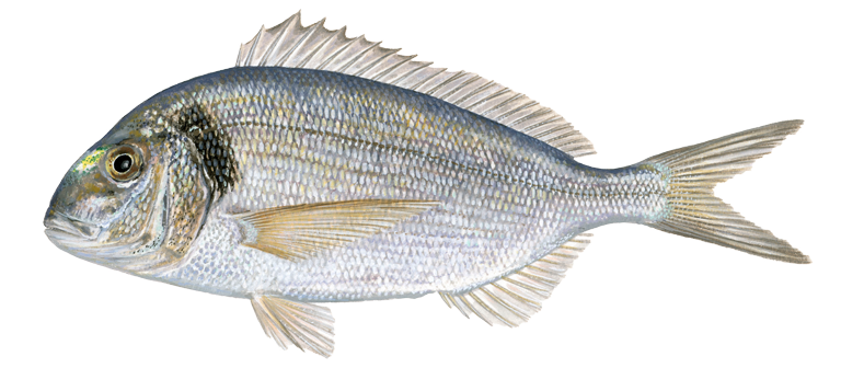 Gilt-head-sea-bream