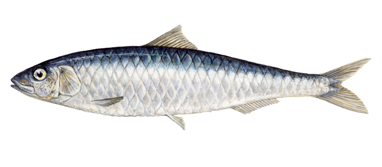 sardine