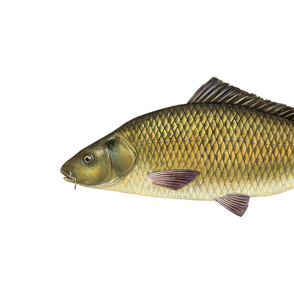 Šaran