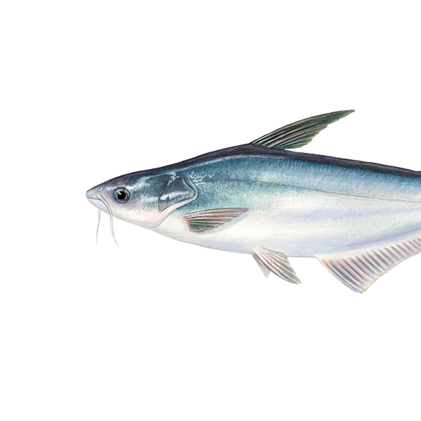 Vijetnamski som / Pangasius