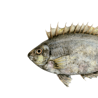 Mramornica